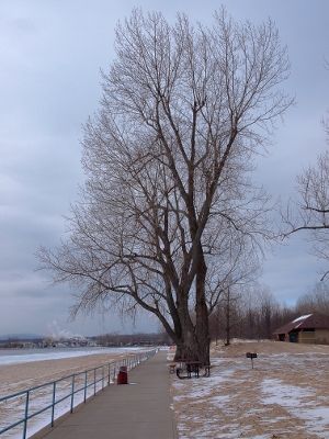 [Extremely tall leafless tree beside the railed sidewalk on the sandy beach.]